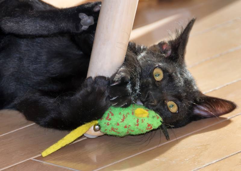 Cute black Bombay kitten playing with cat toy