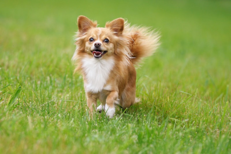 Cute brown chihuahua running in the grass