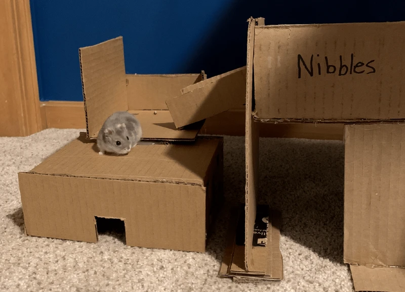 DIY Cardboard Hamster Playground