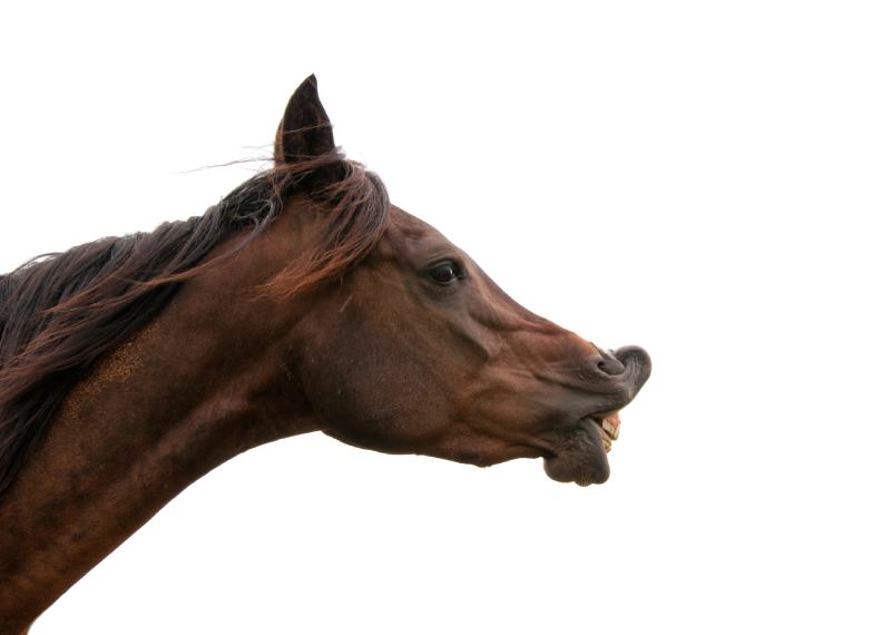 Dark bay horse exhibiting flehmen response with his upper lip curled up