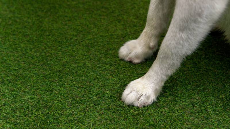 Dirty white fur Siberian husky front legs with short nails on artificial grass outdoor
