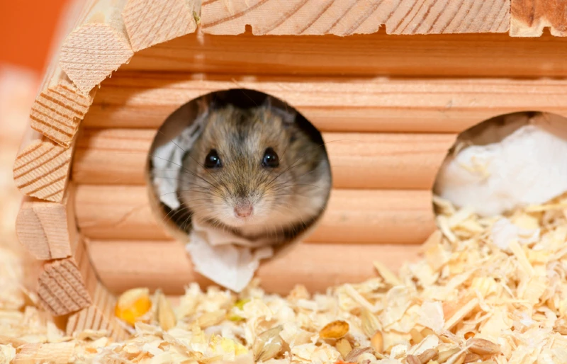 Djungarian hamster is looking out from the wooden house