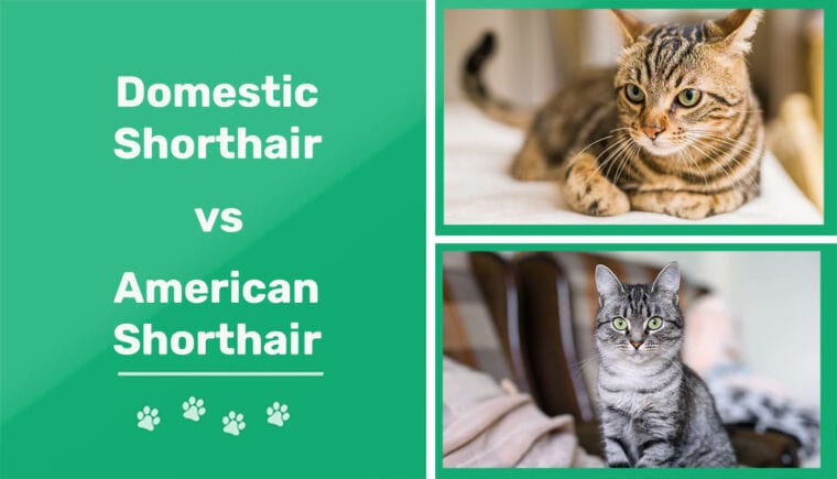 Domestic Shorthair vs American Shorthair Cat