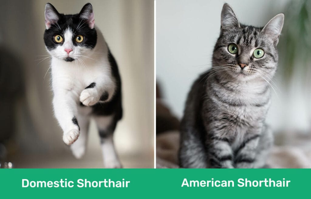 Domestic Shorthair vs American Shorthair Cat side by side