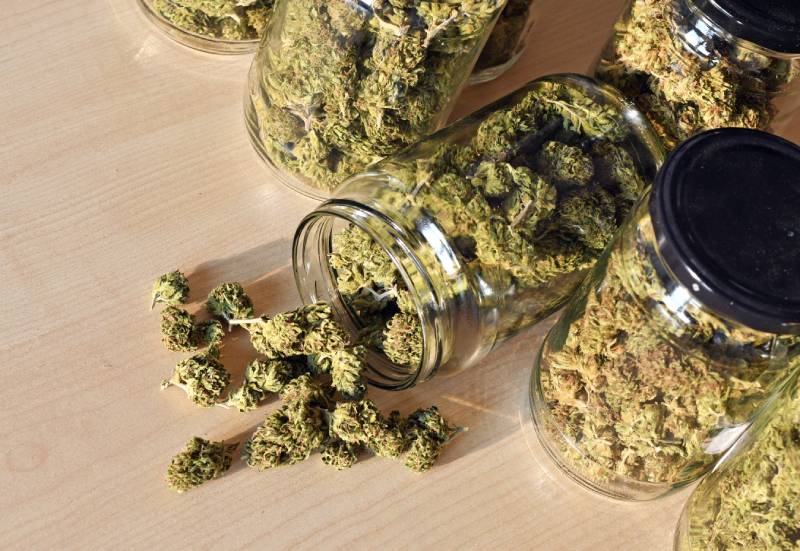 Dry, trimmed cannabis buds stored in glass jars