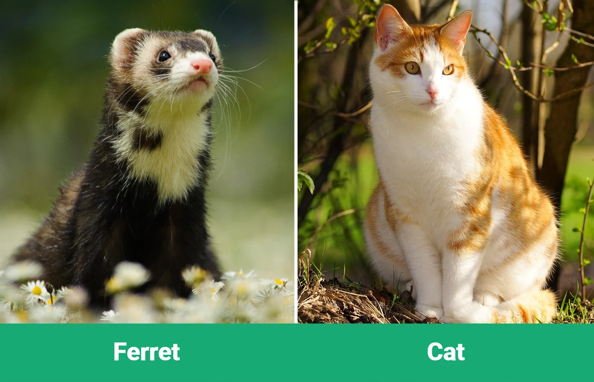 Ferret vs Cat - Visual Differences