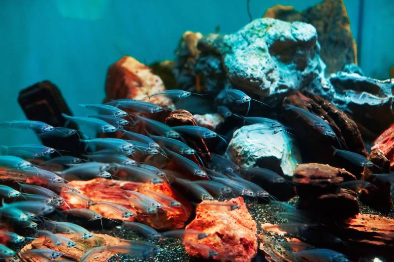 Glass catfish in aquarium