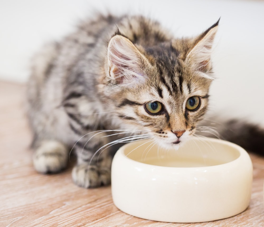 Gray kitten drinking water from a bowl