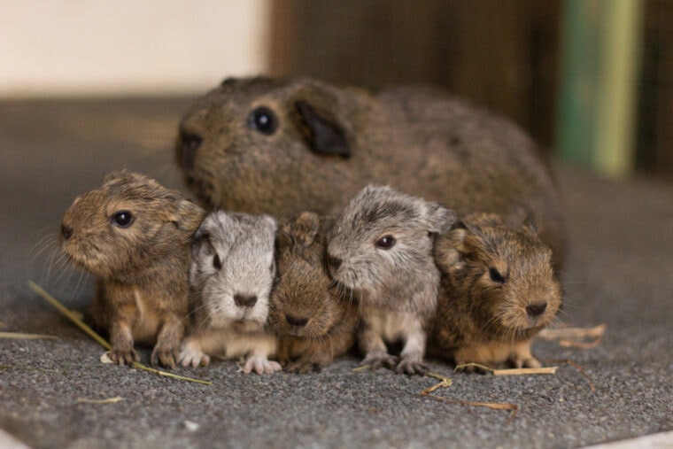 Guinea pig mother with her litter