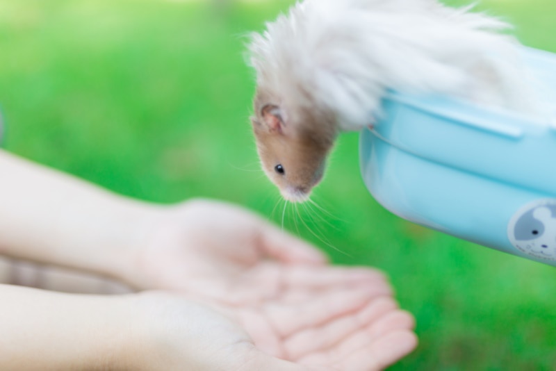 Hamster about to jump onto outstretched hands