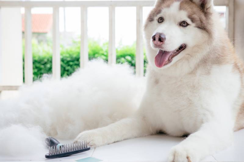 Husky dog with big pile fur and dog comb after grooming