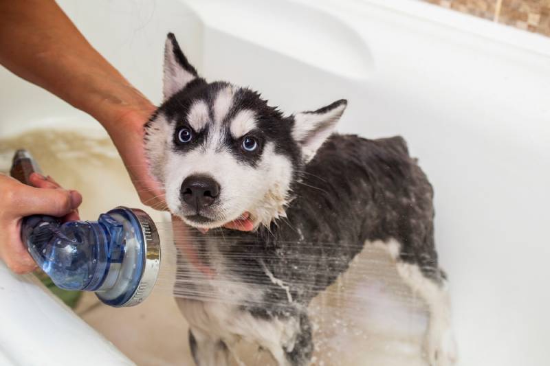 Husky puppy in the washing process with water and shampoo