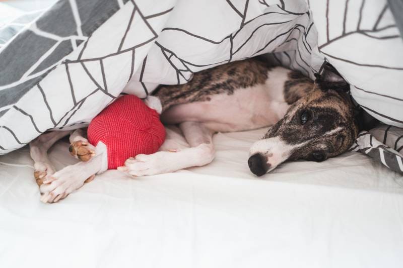Injured whippet dog resting on treatment