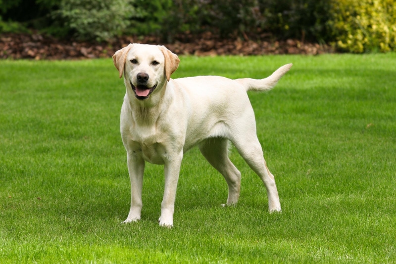 Labrador retriever dog standing on the grass