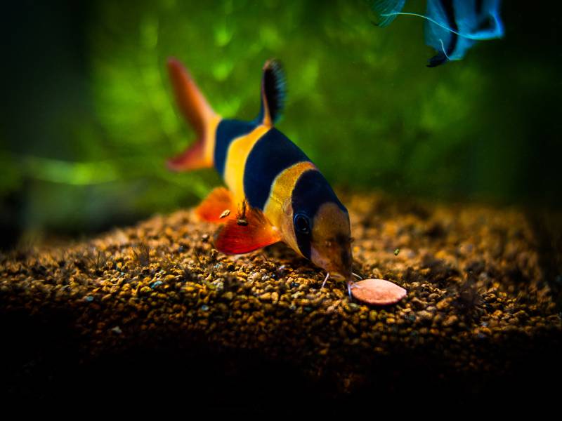 Large clown loach eating in fish tank with blurred background