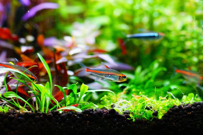 Little fish swim in the plant aqua tank