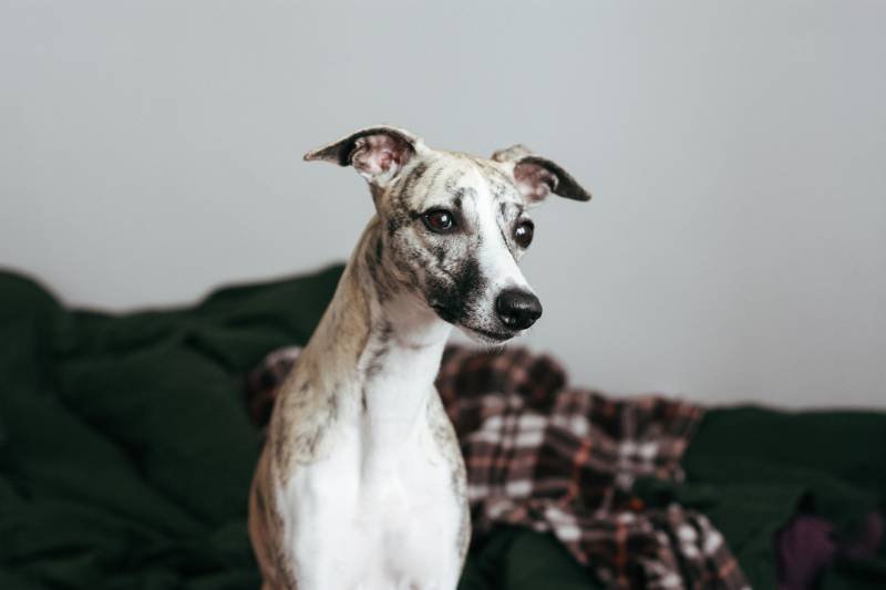 Lovely whippet dog at home in bed