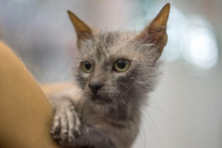 Lykoi cat in the arms of owner