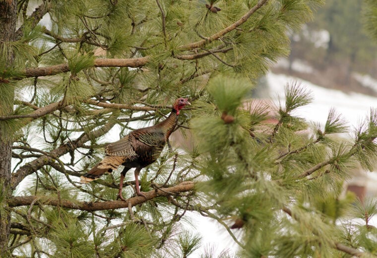 Male turkey roosting in a coniferous tree