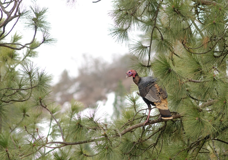 Male turkey roosting in a tree