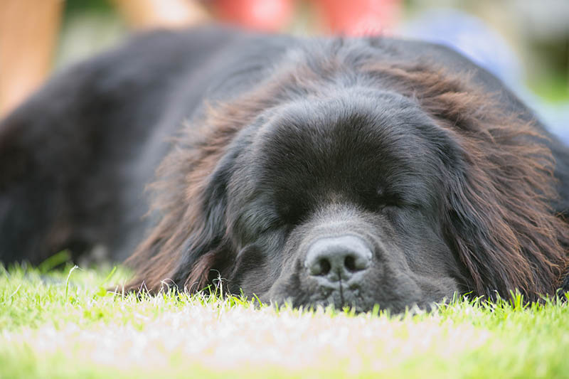Newfoundland dog sleeping on grass
