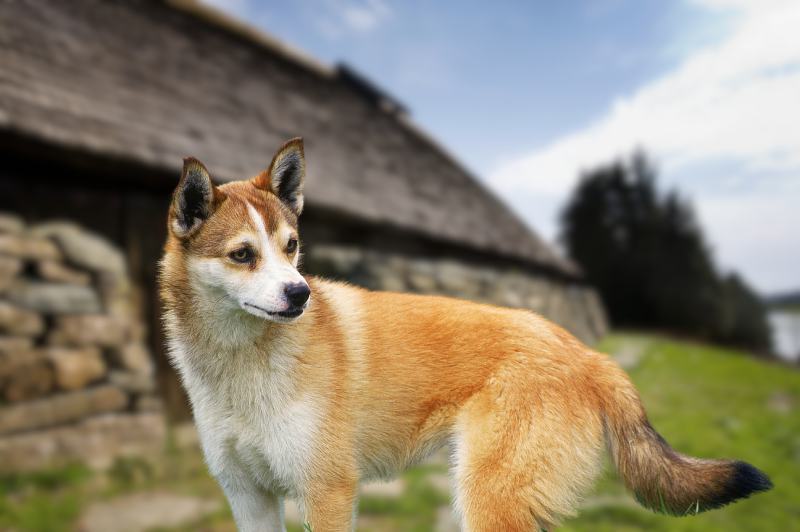 Norwegian lundehund dog outdoors