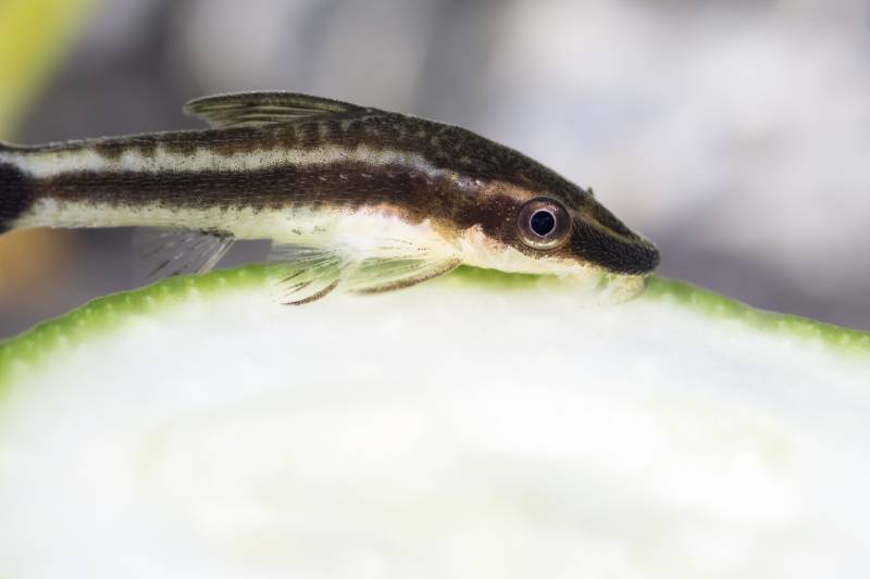 Otocinclus dwarf catfish eating cucumber