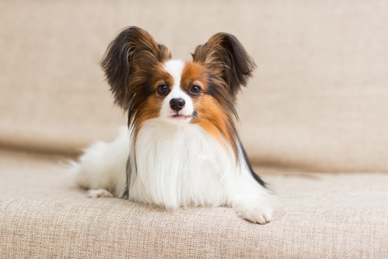 Papillon dog lying on the couch