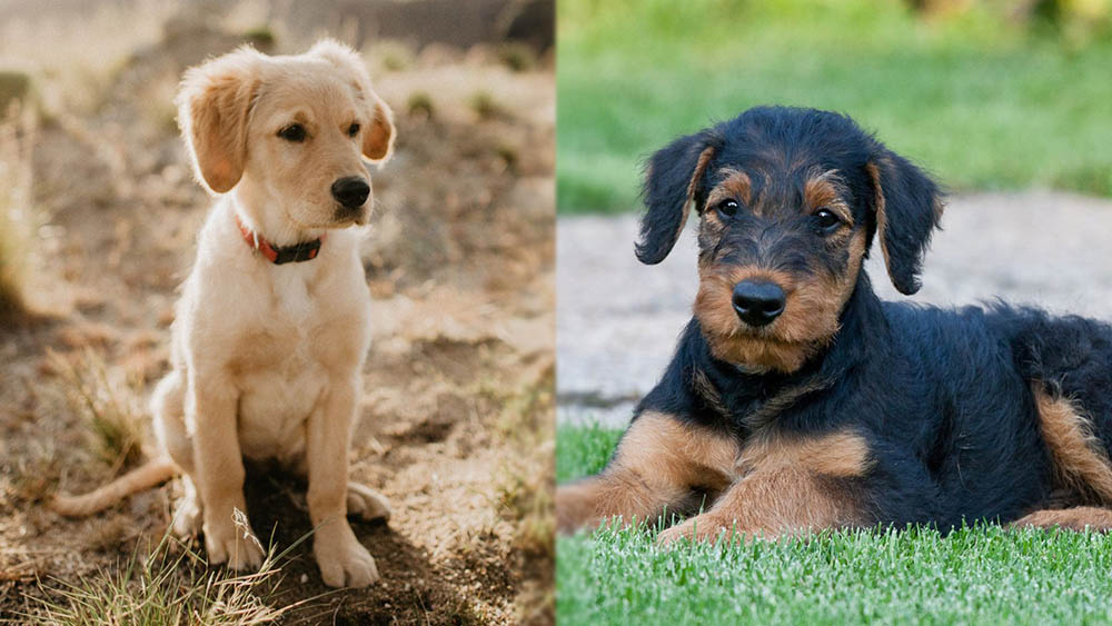 The Parent Breeds of the Goldendale Mix - puppy version