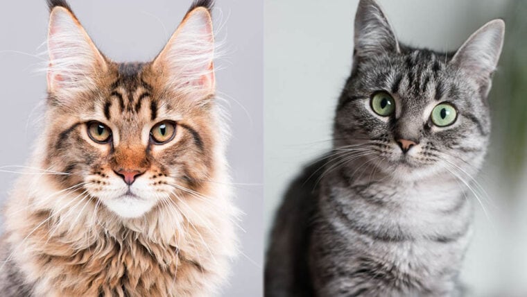 The PArent Breeds of the Maine Coon American Shorthair Mix Cat