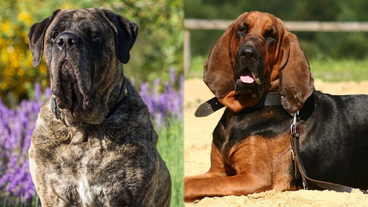Raças parentais de mistura de Mastiff Bloodhound