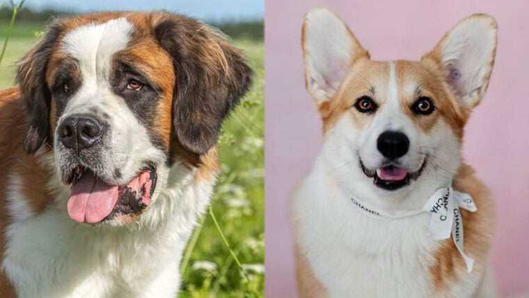St. Bernard Corgi Mixed Dog Breed: Care, Pictures, Info & More | Pet Keen