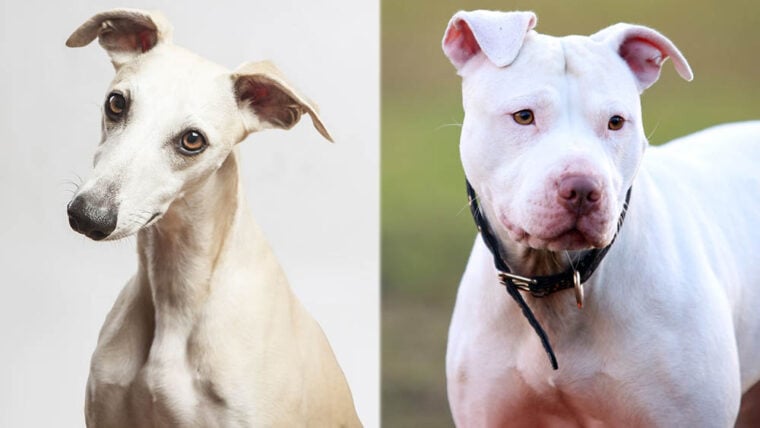 The Parent Breeds of the Whippet Pitbull Mix