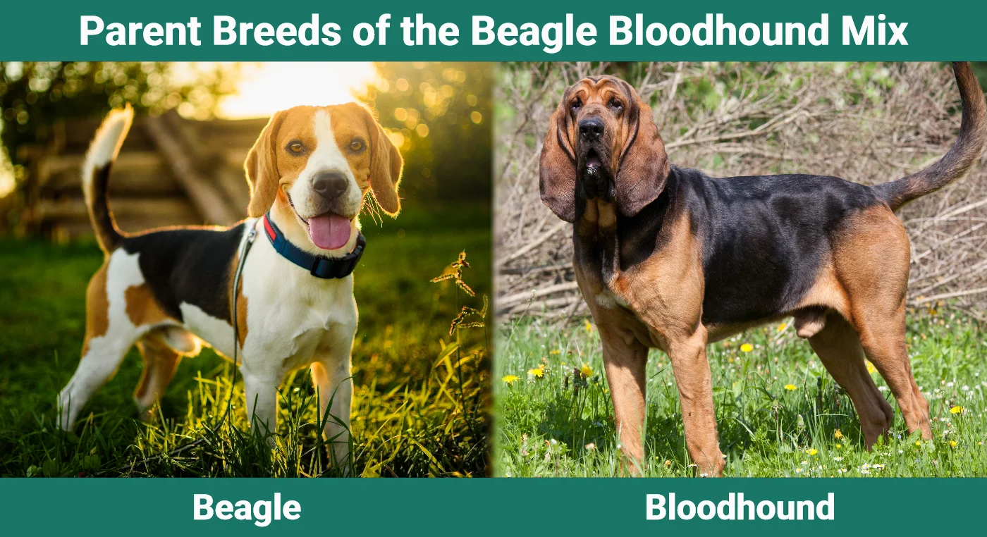 Parent breeds of the Beagle Bloodhound Mix