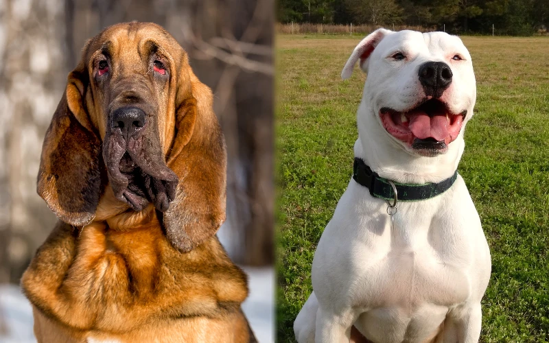 bloodhound pitbull mix