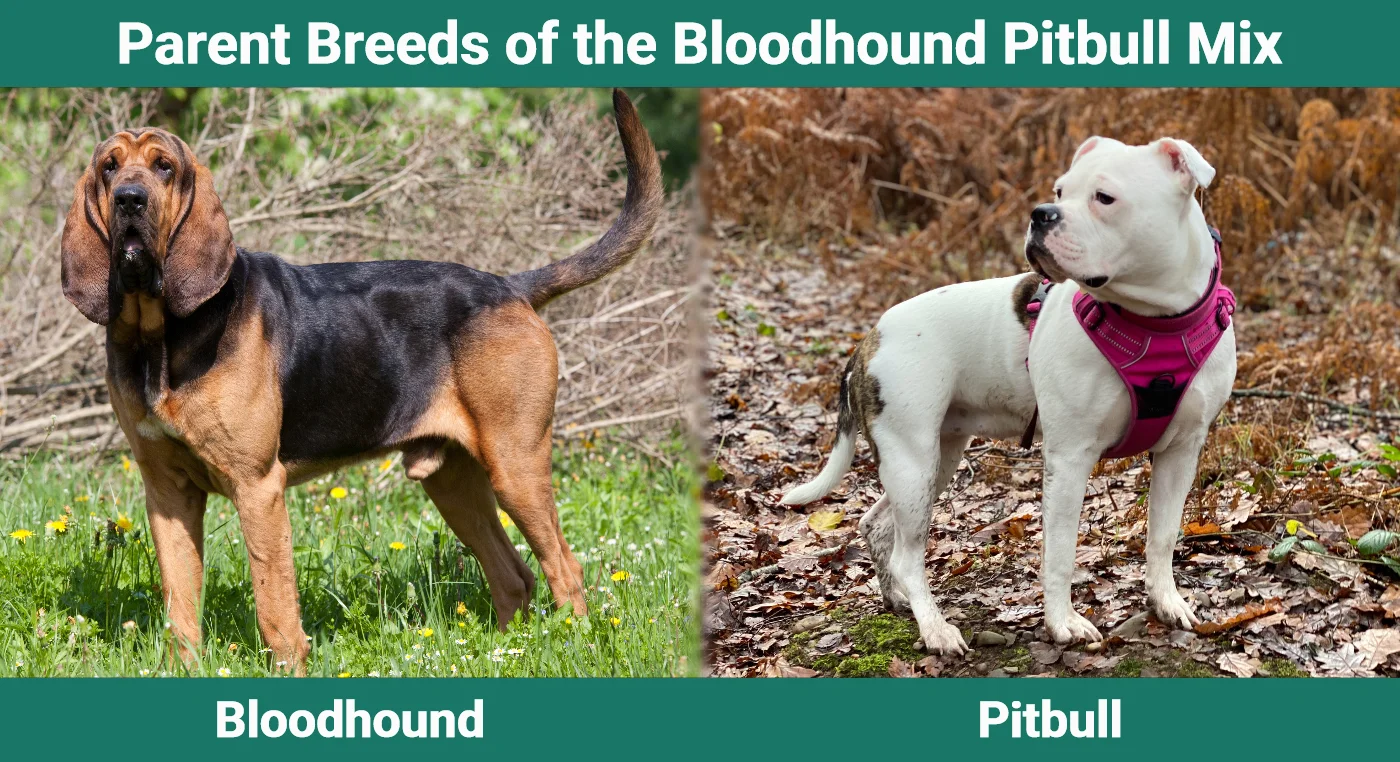 Parent breeds of the Bloodhound Pitbull Mix
