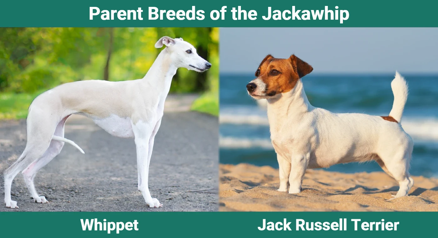 Parent breeds of the Jackawhip