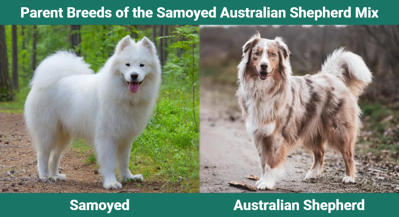 Parent breeds of the Samoyed Australian Shepherd Mix