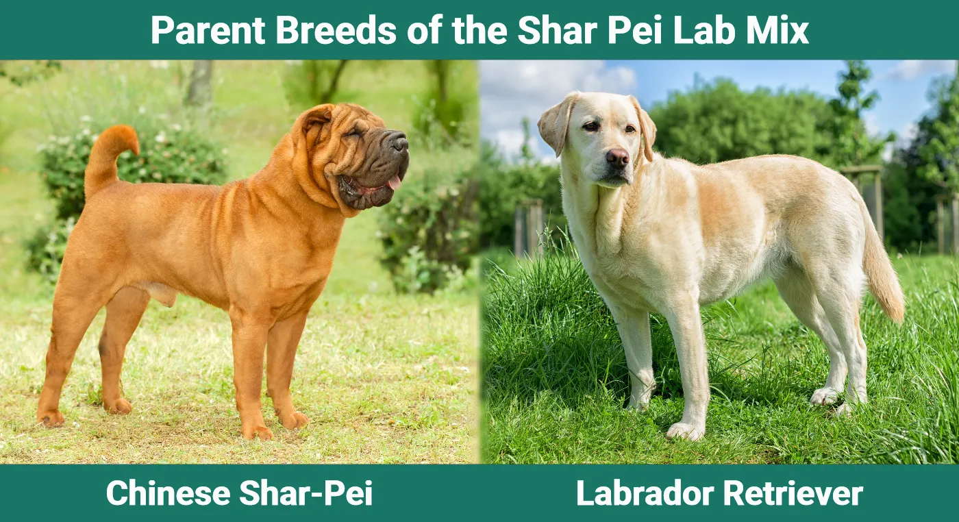 Parent breeds of the Shar Pei Lab Mix