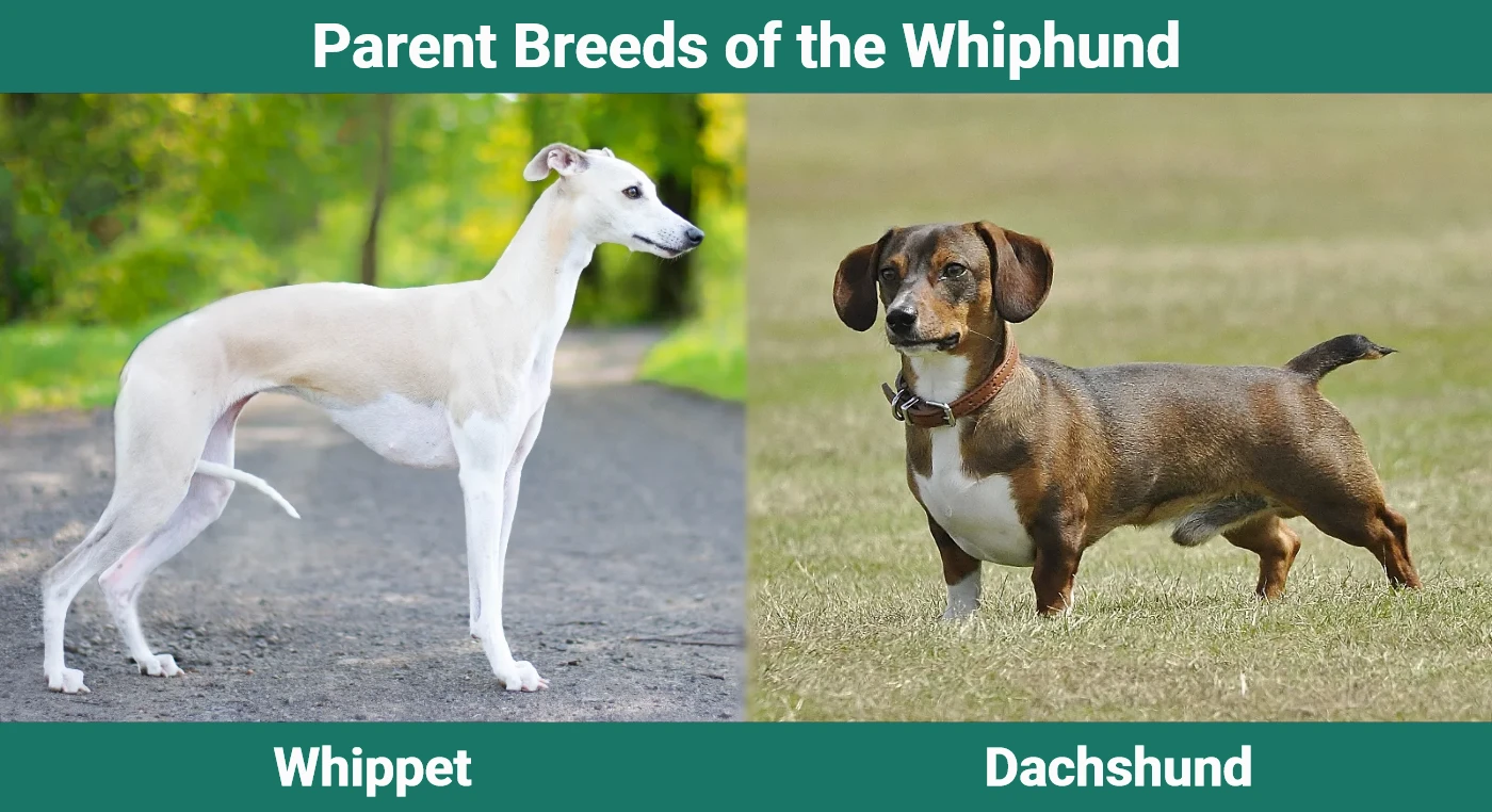 Parent breeds of the Whiphund