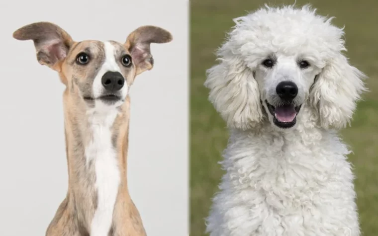 Parent breeds of the Whipoodle (Whippet Poodle Mix) - Featured Image