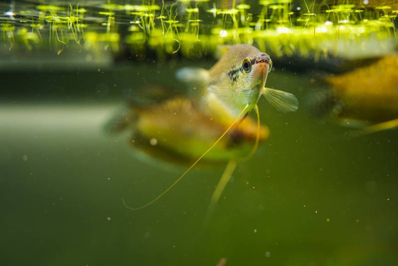 Pearl gourami Trichopodus leerii freshwater aquarium fish in fish tank