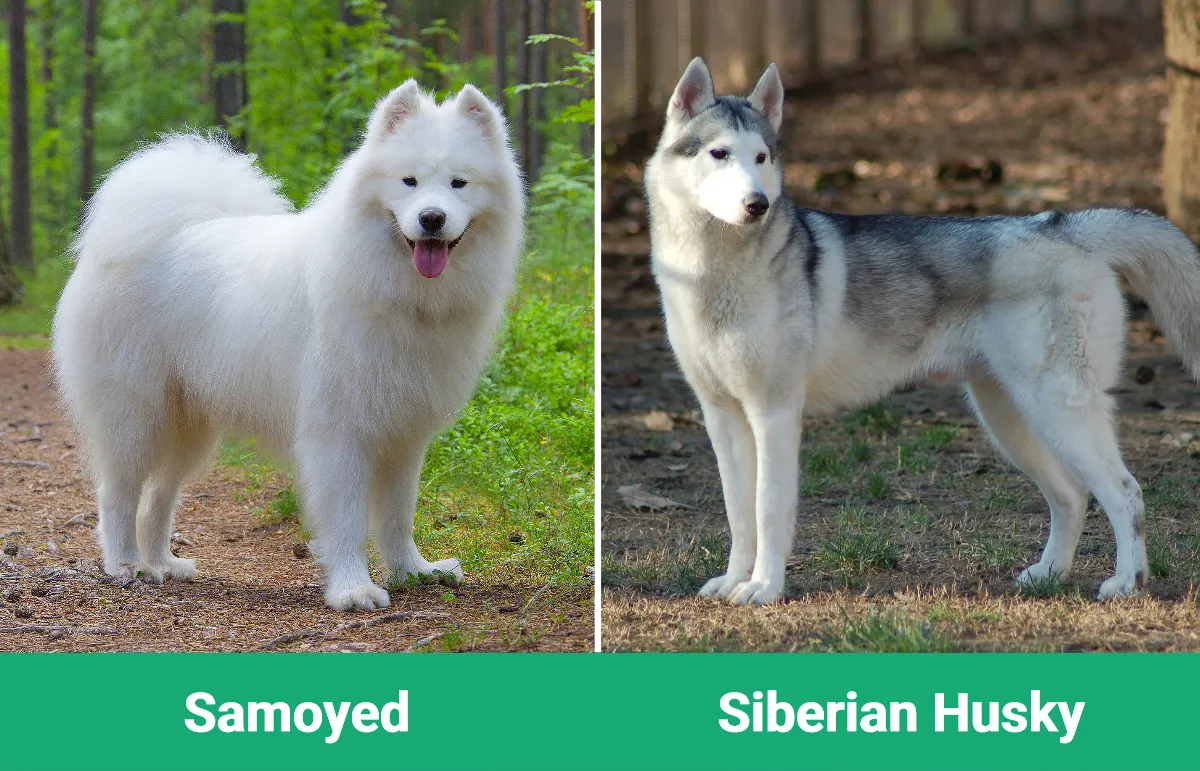 Samoyed vs. Husky: The Differences (With Pictures) - MeowMyBark