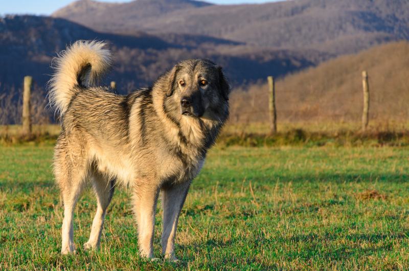 Sarplaninac Dog Breed: Info, Pictures, Temperament, & Traits | Pet Keen