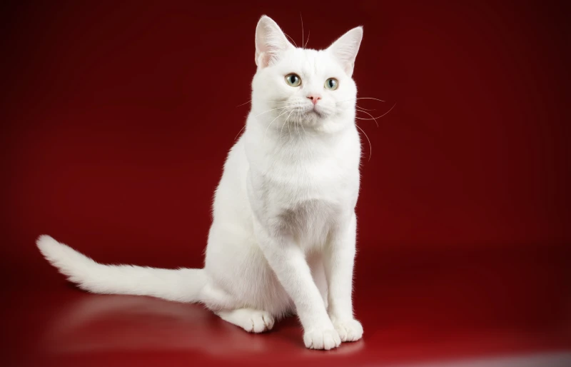 Studio photography of a white American shorthair cat