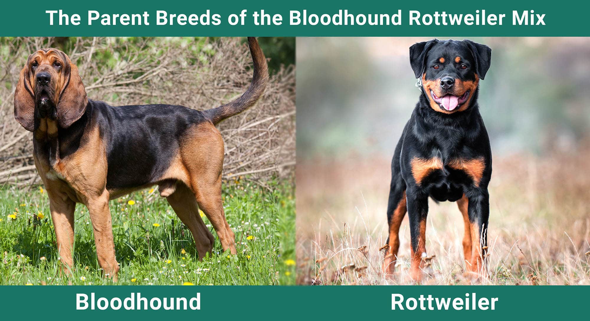 Parent Breeds of Bloodhound Rottweiler Mix