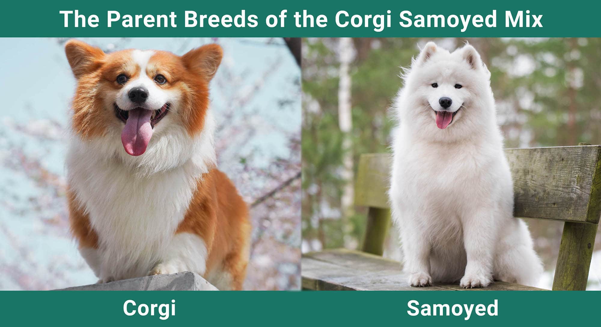 The Parent Breeds of the Corgi Samoyed Mix
