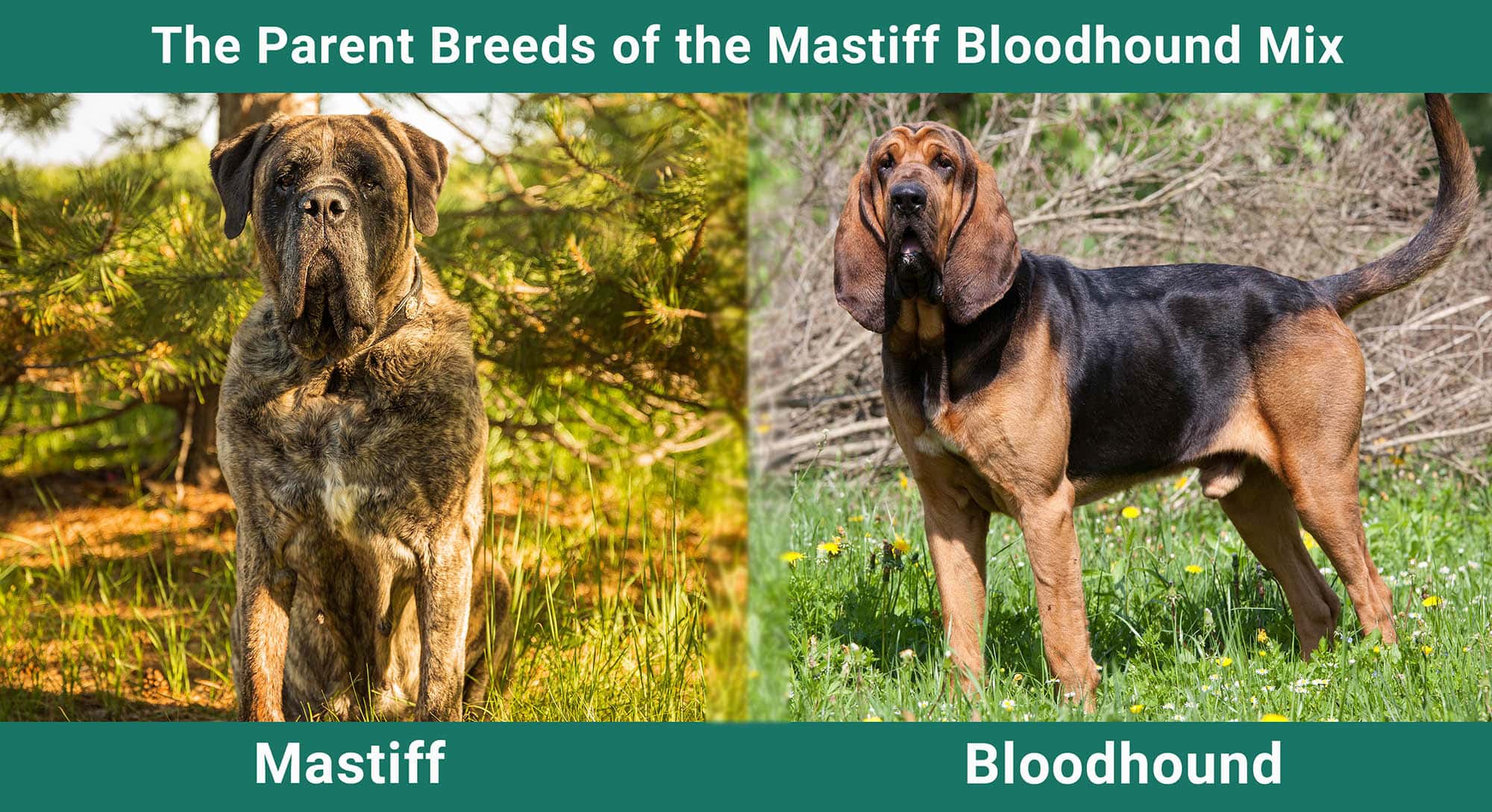 Raças parentais de mistura de Mastiff Bloodhound