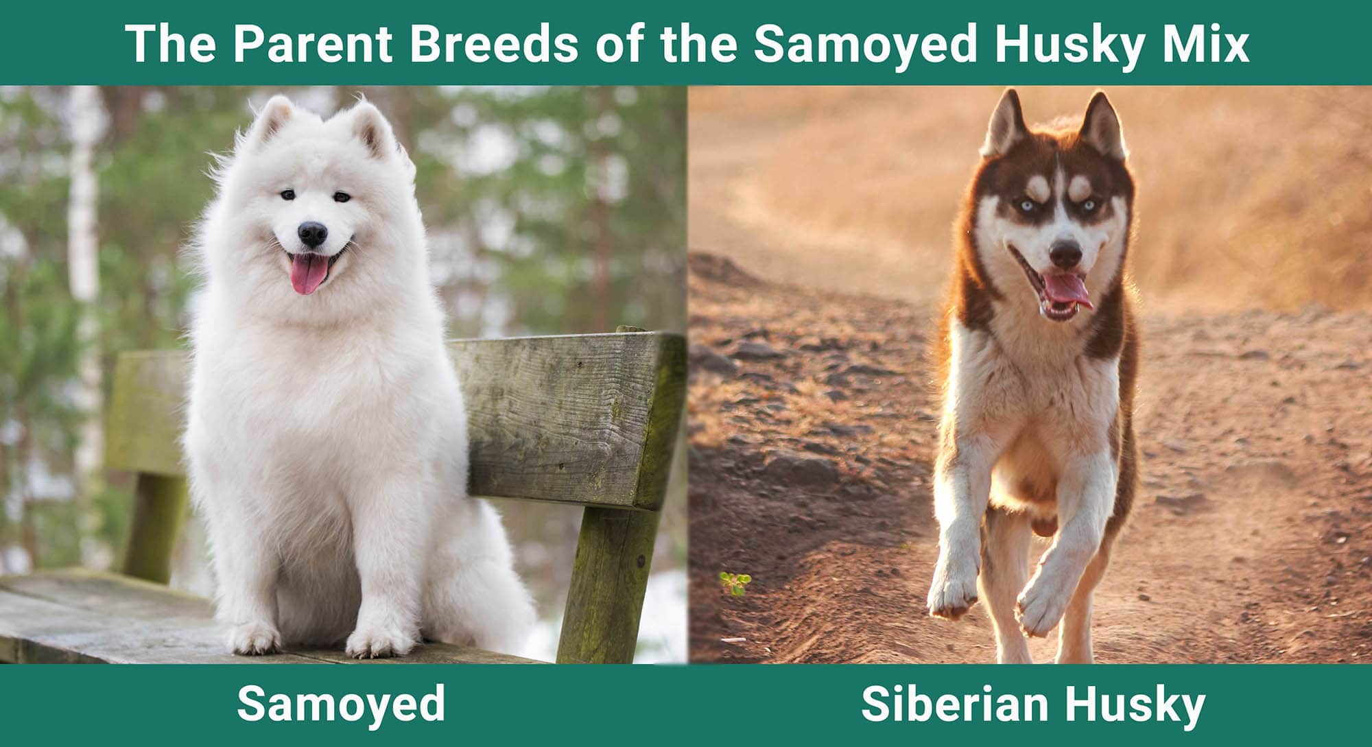 The Parent Breeds of the Samoyed Husky Mix