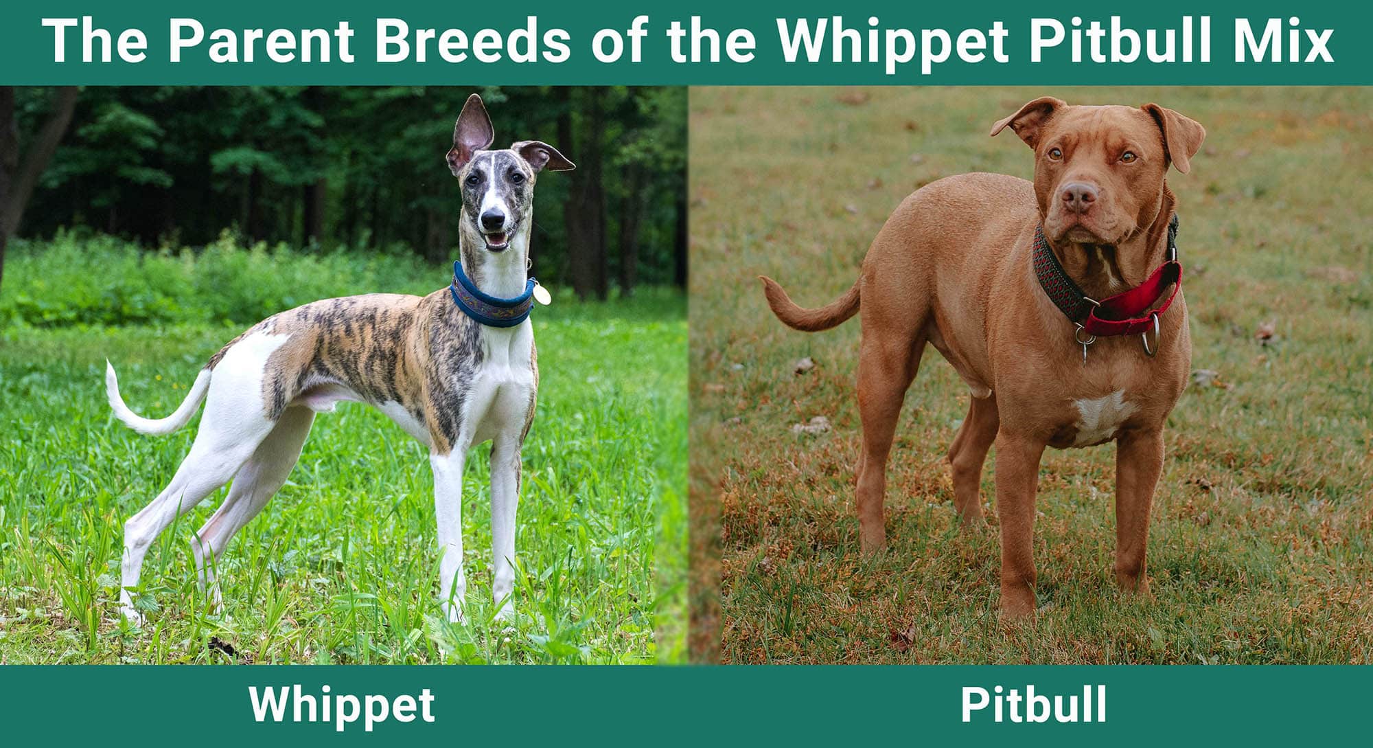 The Parent Breeds of the Whippet Pitbull Mix